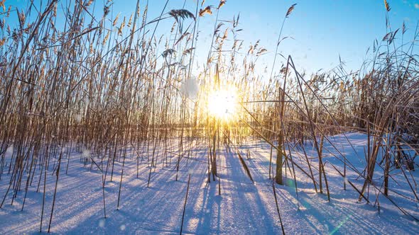 Reeds Sways in the Wind Against the Backdrop of Snow with Sunset