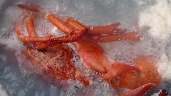 Lobster Cooking In Boiling Water