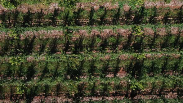 South African Vineyards, Drone bird view shot, panning left to right and up