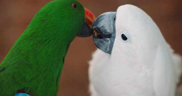 Eclectus parrot and white cockatoo feeding each other, shallow depth of field