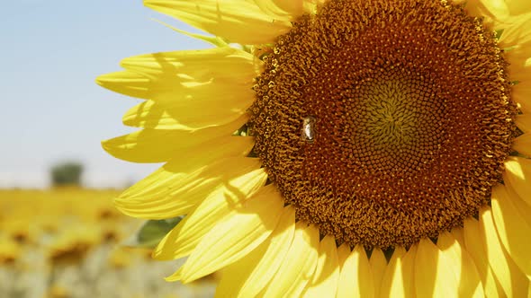 Beautiful Natural Plant Sunflower In Sunflower Field In Sunny Day 19