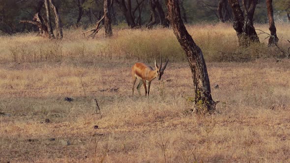 Chinkara Gazella Bennettii, Also Known As the Indian Gazelle