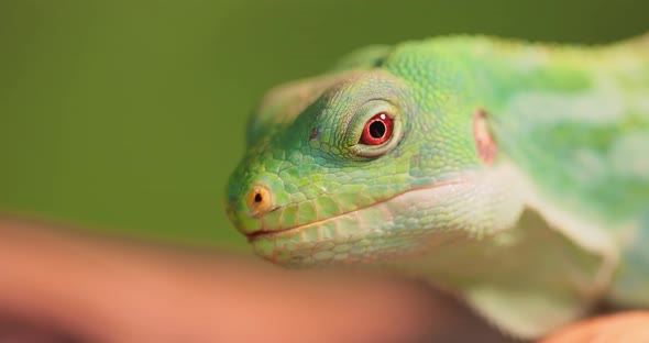 Lau Banded Iguana Brachylophus Fasciatus Is an Arboreal Species of Lizard Endemic