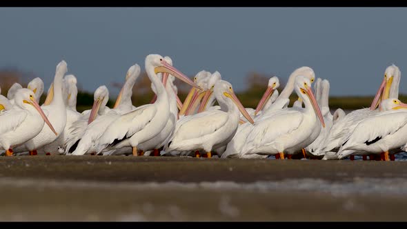 White Pelican Video Clip 