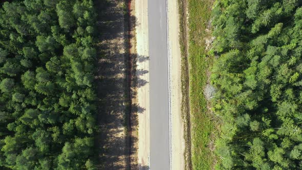 Asphalt Road Through Pine Forest