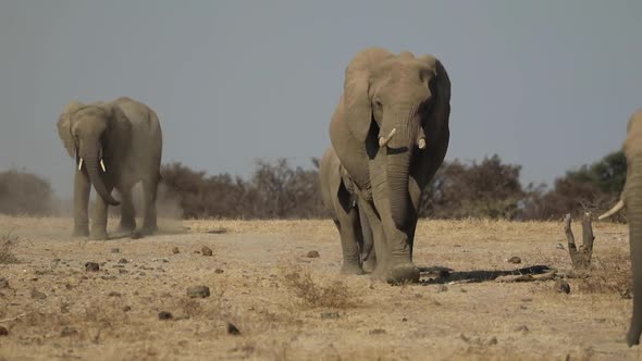 Wide shot of elephants marching towards the camera, Mashatu Botswana.