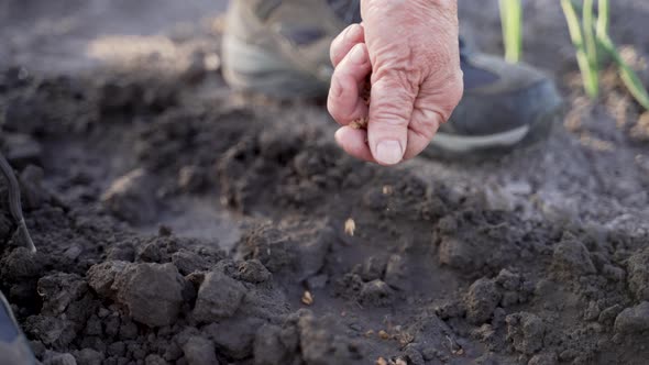 Close Up Garden Worker's Hand Planting Seeds in Soil