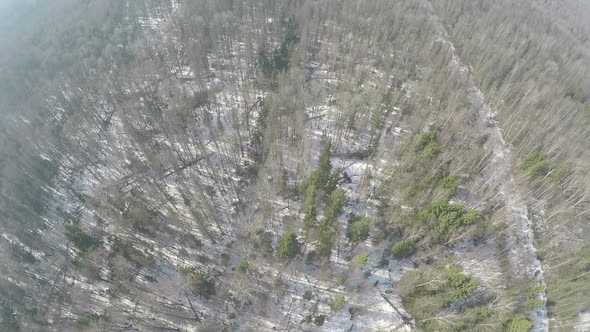 Mixed forest with birches and conifers in winter, aerial view