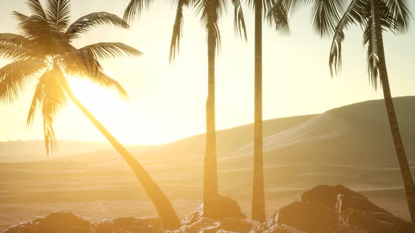 Palms in Desert at Sunset