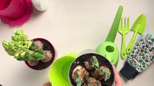 A Woman Puts Transplanted Primroses In A Flowerpot.