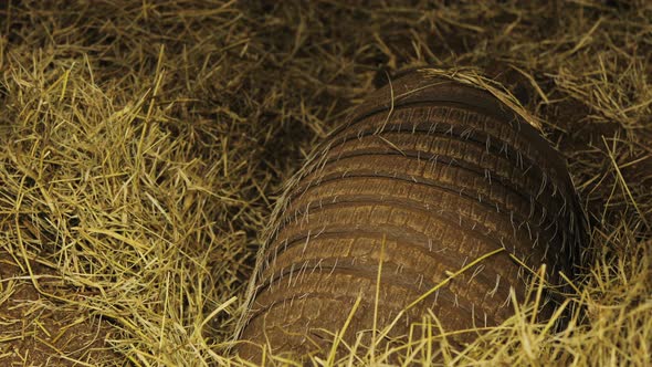 An armadillo diggig a  hole on the recint full of grass and straw.