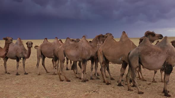 Group Camels in Steppe Under Storm Clouds Sky