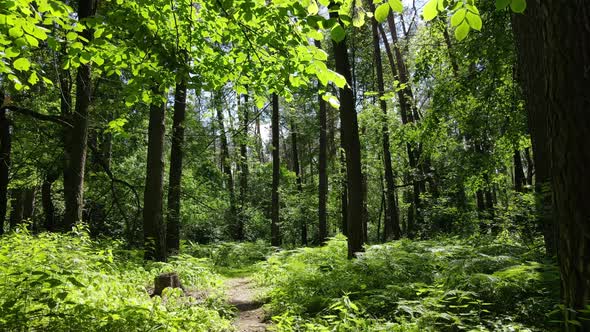 Beautiful Green Forest on a Summer Day Slow Motion