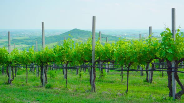 Green Vineyards on the Beautiful Italian Hills