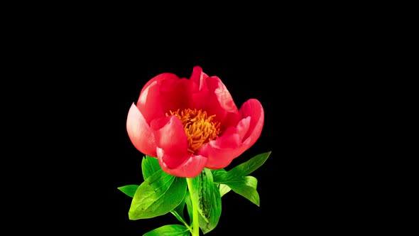 Timelapse of Beautiful Red Peony Flower Blooming on Black Background