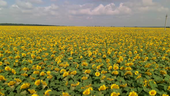 Beautiful Aerial View Above to the Sunflowers Field