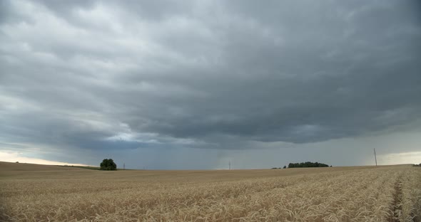 Yellow Wheat Field On A Background Of Sky With White Clouds