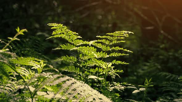 Ferns Lit Up In The Woods