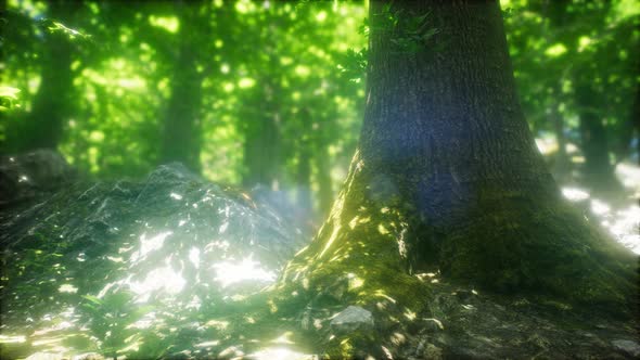 Sunbeams Shining Through Natural Forest of Beech Trees