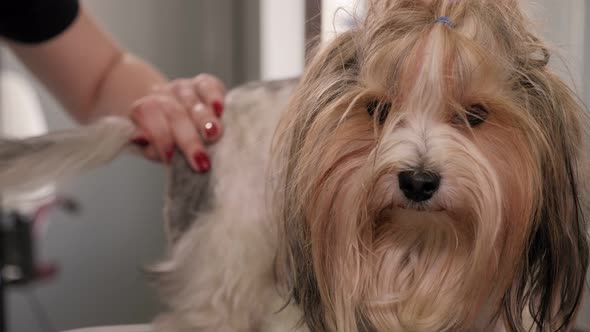 Female Groomer Doing Haircut Yorkshire Terrier on Table in the Salon for Dogs