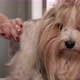 Female Groomer Doing Haircut Yorkshire Terrier on Table in the Salon for Dogs - VideoHive Item for Sale