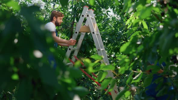 Farmers Collecting Fruit Harvest in Garden Inspecting Quality Level Tablet