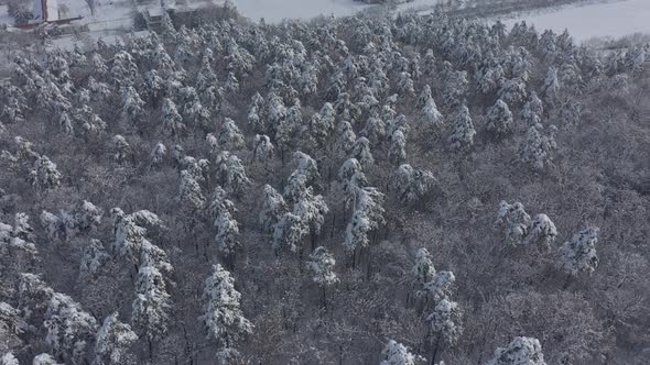 Above snowed forest by  winter morning 4K drone  video