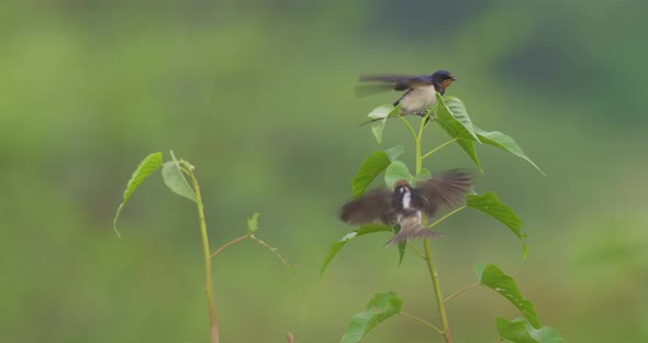 Pacific Swallow Flying Around A Barn Swallow Perched On Herbaceous Vine Plant. close up