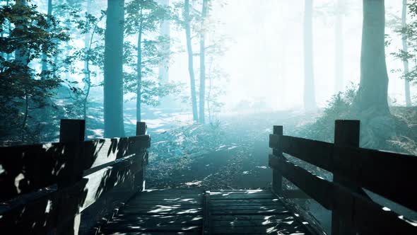 Wooden Bridge Into Forest with River