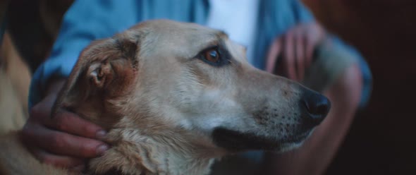 Close up of the dog on the beach with his owner