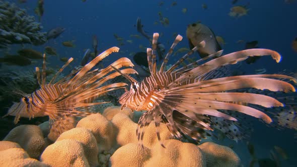 Tropical Red Sea Lion-Fish