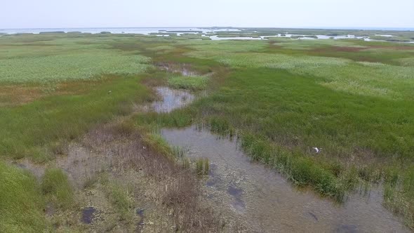 Flight Over Reeds and Stream