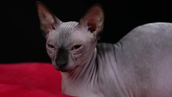 Portrait of a Canadian Sphinx Lying on a Red Blanket Indoors Against a Black Background