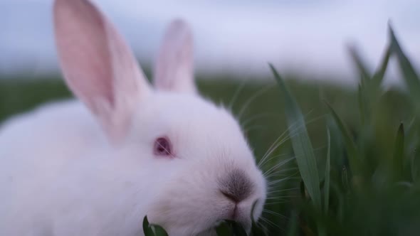 Beautiful White Bunny in the Sunlight Walking on the Grass