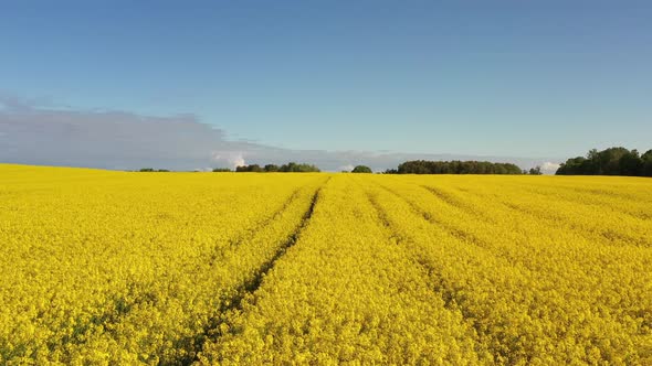 Aerial view of the rapeseed fields in the summertime