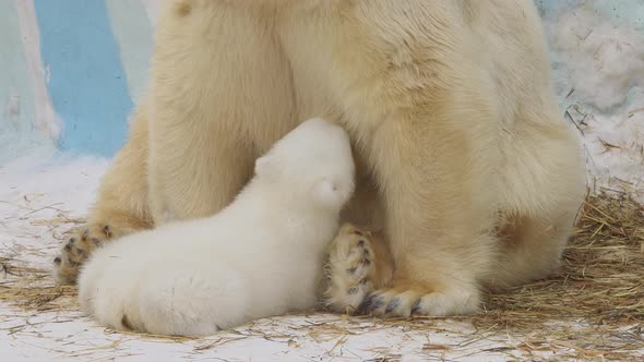 A Polar She-Bear Sits And Feeds Her Cub In A Zoo