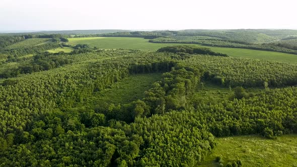 Top down aerial view of green summer forest with large area of cut down trees as result of