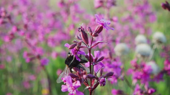 Bumblebee collects nectar from a flower and takes off, slow motion 250p