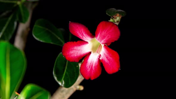 Red Adenium Blooming From Bud To Beautiful Five Petals Flower on a Leaves and Black Background