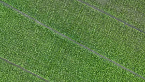 Farm Background Texture 4 K Aerial View