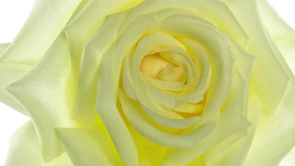 Closeup of Yellow Rose Opening on White Background Time lapseFULL