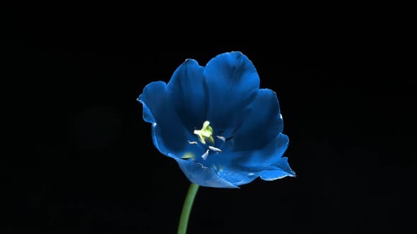 Beautiful Blue Tulip Flower on Black Background Time Lapse