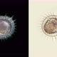 Polychaeta Worm Larva, at the Trochofor Stage, Typical Plankton Larva Floating with Cilia - VideoHive Item for Sale