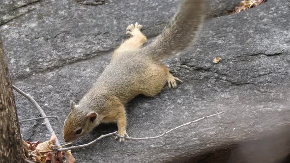 Squirrel moves his tail