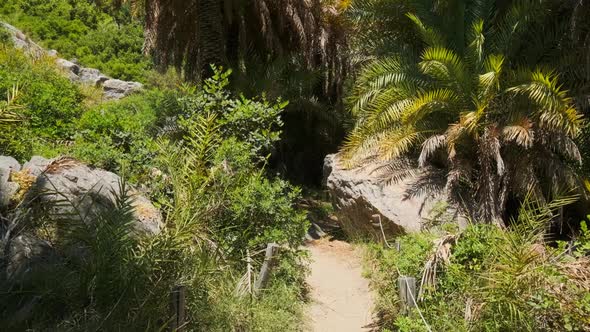 Walking in the Palm Forest. Crete Island, Greece