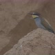European Beeeater or Merops Apiaster - VideoHive Item for Sale