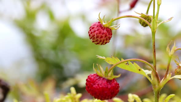 Berry of Ripe Strawberries