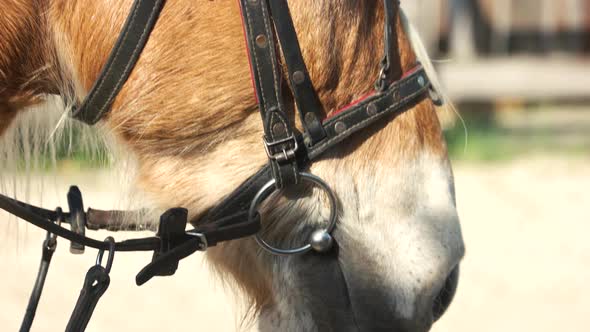 Close Up Horse with Bridle Outdoors
