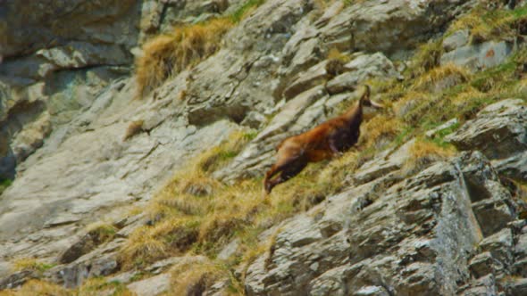 A chamois is climbing up a rocky hillside in slow motion