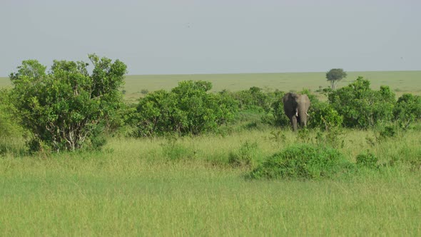 Elephant in the savannah